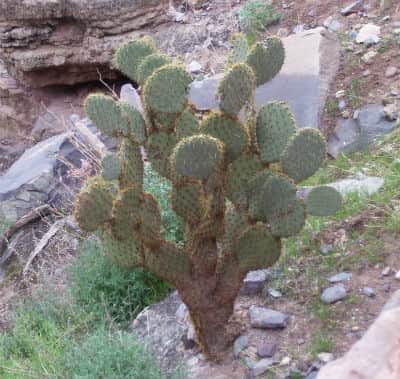 Looking down canyon